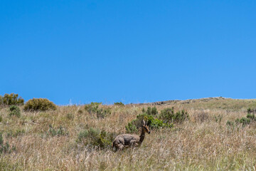 Bush Buck in front of green shrubs in the mountain Zebra National Park South Africa 