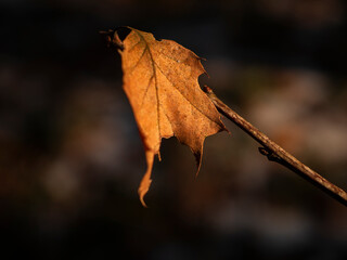autumn leaves on a tree