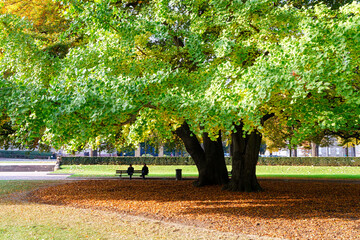 park in autumn
Republique place in Strasbourg 