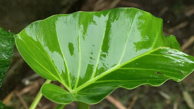 La lluvia cae sobre un hoja verde en c&aacute;mara lenta. Concepto medio ambiente y naturaleza.
