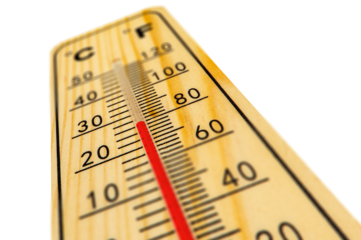 Apfelbäume in einer Plantage mit Blüten