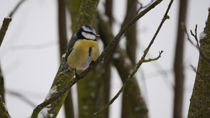 Blue tit on a branch
