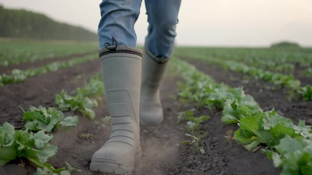 Farmer man walks with rubber boots along green field country road of shoots lettuce leaves grass. Close-up at sunset spring. Concept of harvesting farmland agriculture, agricultural business.
