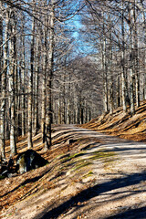 Camino en la Angostura
