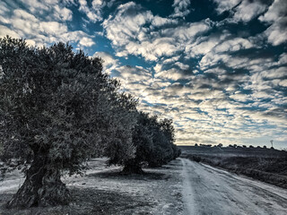 Olivos junto al camino