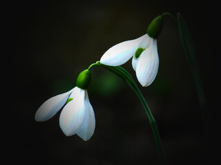 snowdrops in the morning
