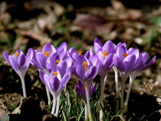 crocuses in the garden