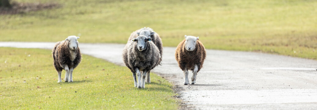 Herdwick Sheep in a rare breed programe staffordshire uk