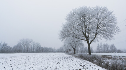 snowy trees