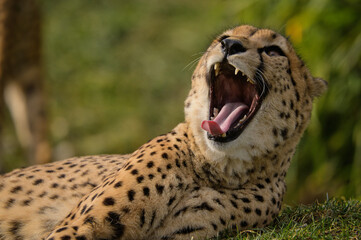 cheetahs, tier, katze, wild lebende tiere, wild, leopard
