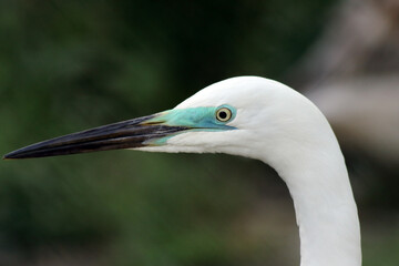 great white egret