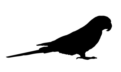  Parrot silhouette isolated - vector illustration © KR Studio