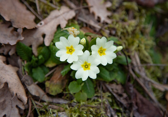 common primrose flower