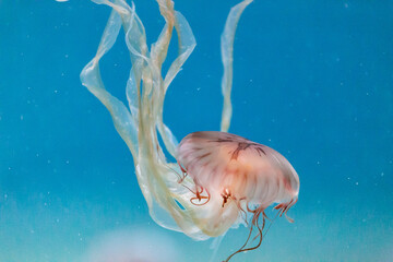 medusa de colores rojizos nadando en un acuario sobre fondo azul