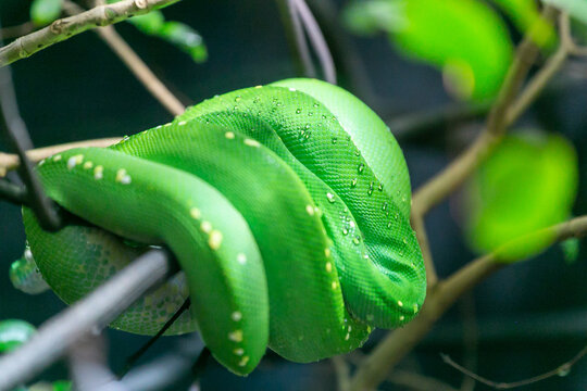 Serpiente verde con gotas de agua enrollada en un árbol