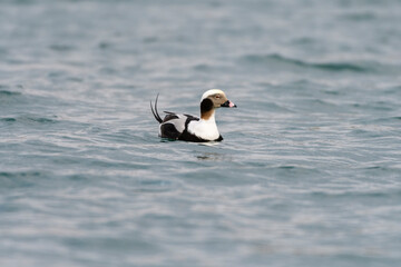 Long tailed duck in the lake