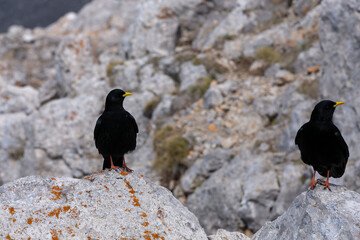 Pájaro negro descansando encima d unas rocas