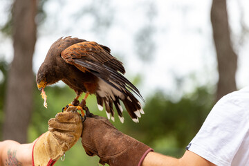 Águila comiendo de la mano