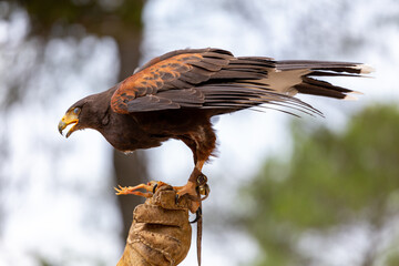 Aguila pequeña 