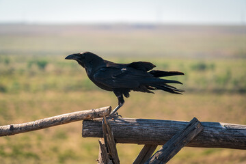 Raven at Petrified Forest National Park