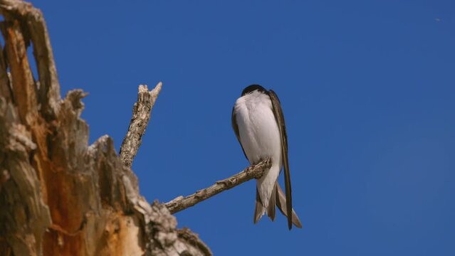 Migratory Bird Flying From Wooden Branch Against Clear Sky On Sunny Day - Arvada, Colorado