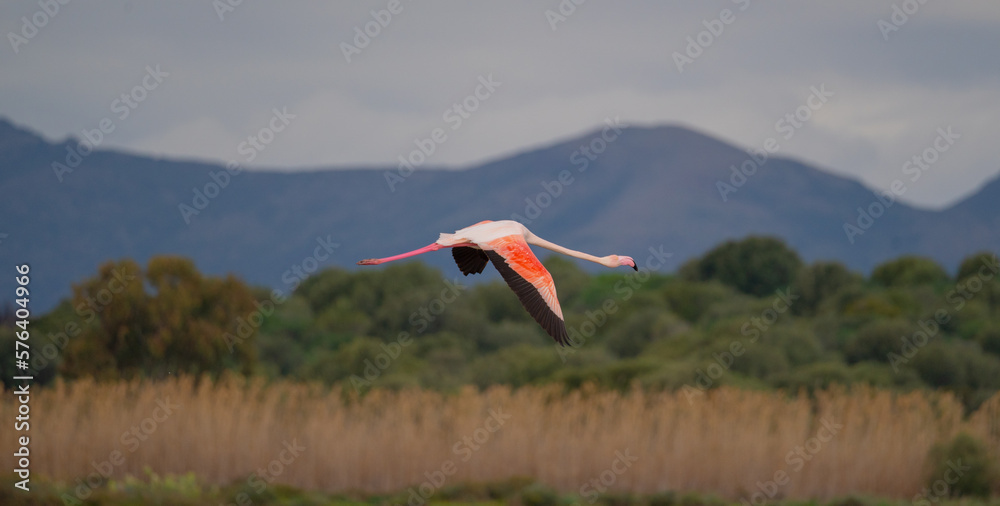 Poster pink flamingos in their natural ecosystem
