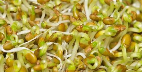 Alfalfa sprouts lucerne macro healthy food plant legume vegetable vegan.
