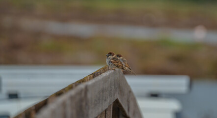Spanish Sparrow - Passer hispaniolensis - who gathers straw for his nest
