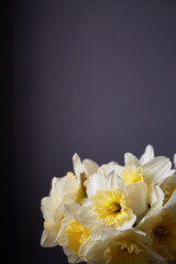 Obraz premium Daffodils bouquet. Spring yellow narcisus flowers in glass vase