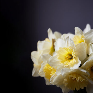 Daffodils bouquet. Spring yellow narcisus flowers in glass vase