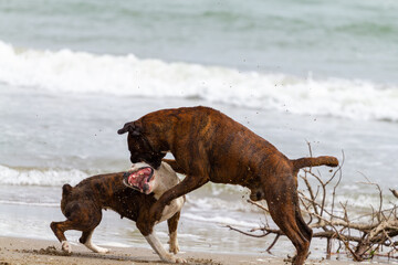 Perros jugando, peleándoselos en la playa
