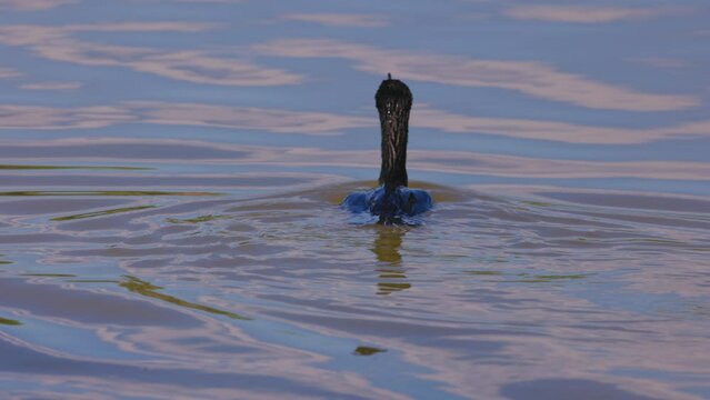 Slow Motion Shot Of Wet Double-Crested Cormorant Floating In Lake On Sunny Day - Arvada, Colorado