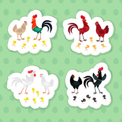 Colorful chicken families sticker pack. Vector illustration