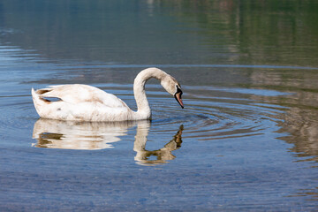 Cisne mirando su reflejo en en el agua