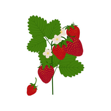 Vector image, illustration of a sprig of garden strawberries with red berries, white flowers and green leaves, isolated, on a transparent and white background.