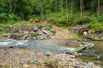 Obraz premium Northern Vietnam, scenery in the National reserve of Pu Luong. A man crosses the creek.