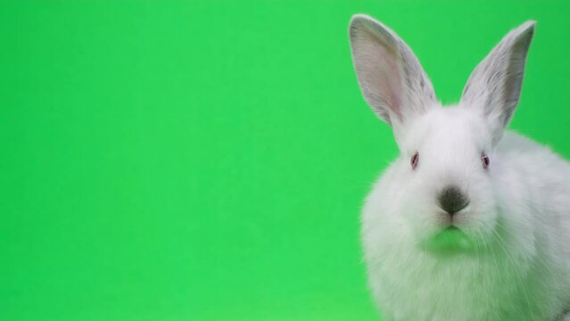 Little albino rabbit posing on a green background