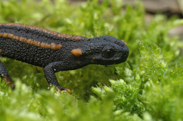 Closeup on a captive bred juvenile of the endangered Asian Red-tailed knobby newt, Tylototriton kweichowensis sitting on moss