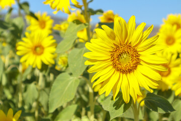 Yellow Sunflower blooming field natural background