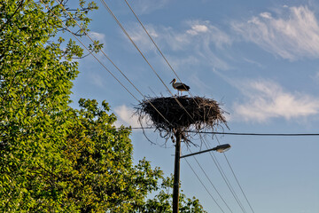 Stork on an electric pole