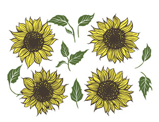 Sunflower beautiful flower with leaves, doodle nature botanical set. Vector flora element isolated plants