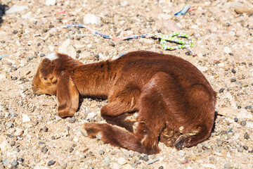 Baby goat in bedouin village in Sinai desert, Egypt