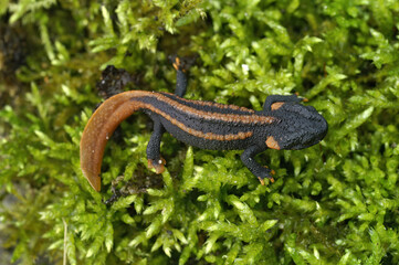 Closeup on a captive bred juvenile of the endangered Asian Red-tailed knobby newt, Tylototriton kweichowensis sitting on moss