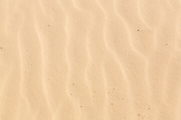 Close-up texture with lines on orange sand in Sinai desert, Sinai peninsula, Egypt