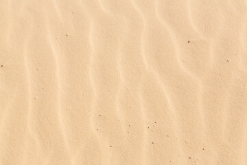 Close-up texture with lines on orange sand in Sinai desert, Sinai peninsula, Egypt
