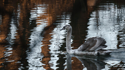 Swan in the sunset
