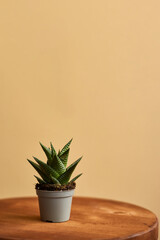 Succulent plant in pot on pastel background. Succulent in interior