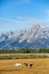 Fototapeta premium Horses and the Teton Mountains