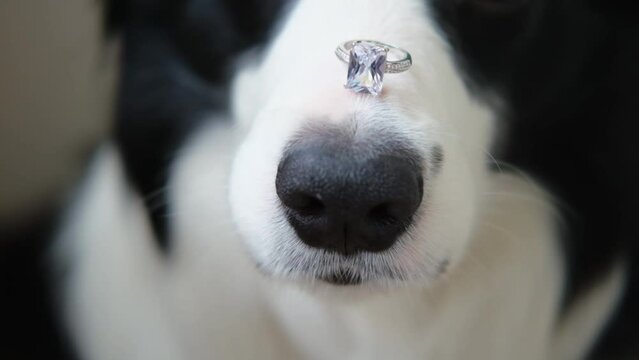 Will you marry me. Funny portrait of cute puppy dog border collie holding wedding ring on nose close up. Engagement marriage proposal concept