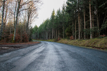 Carretera en el bosque estilo finlandés